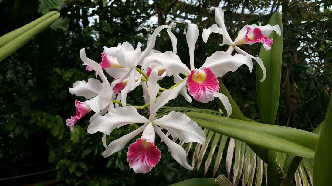 Laelia purpurata var. carnea